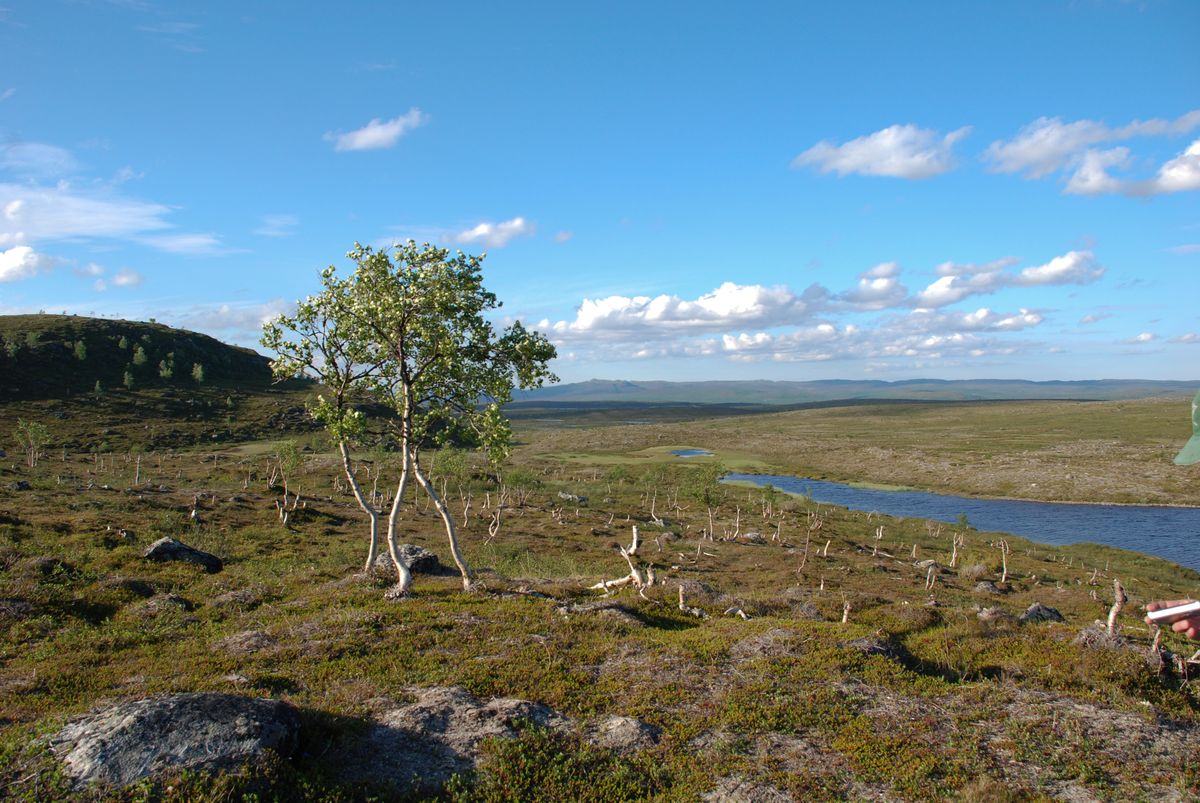 Kaldoaivi 2007